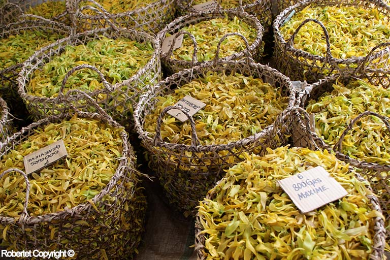 L’ylang ylang à Madagascar raconté par Robertet