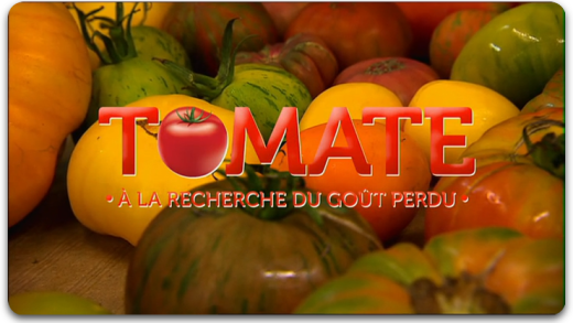 Tomate à la recherche du goût perdu !