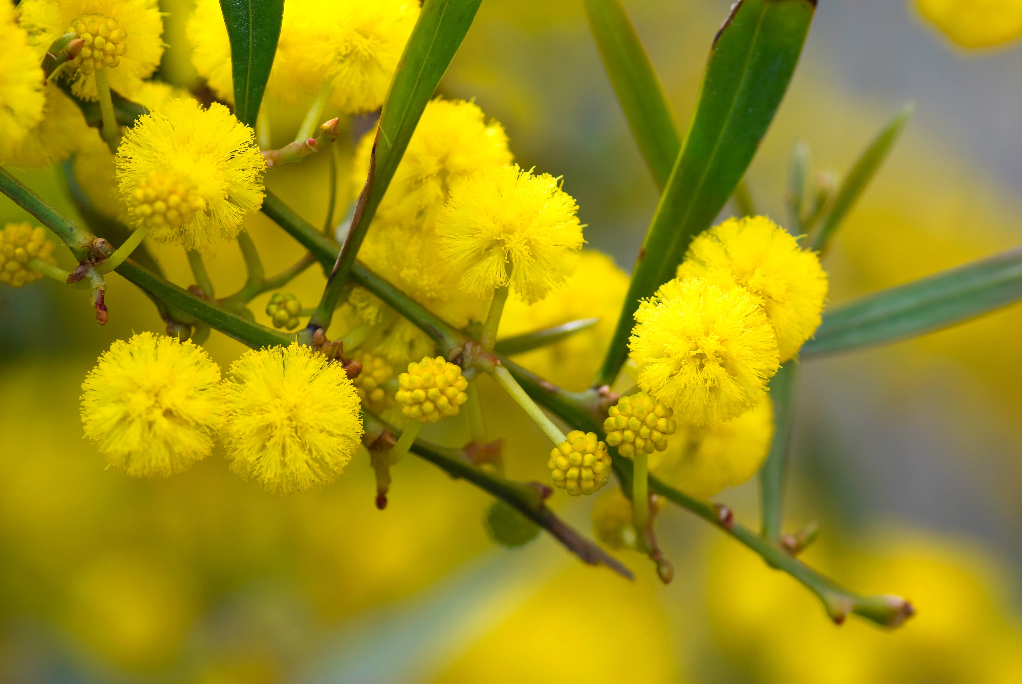 Le mimosa, un rayon de soleil et de douceur