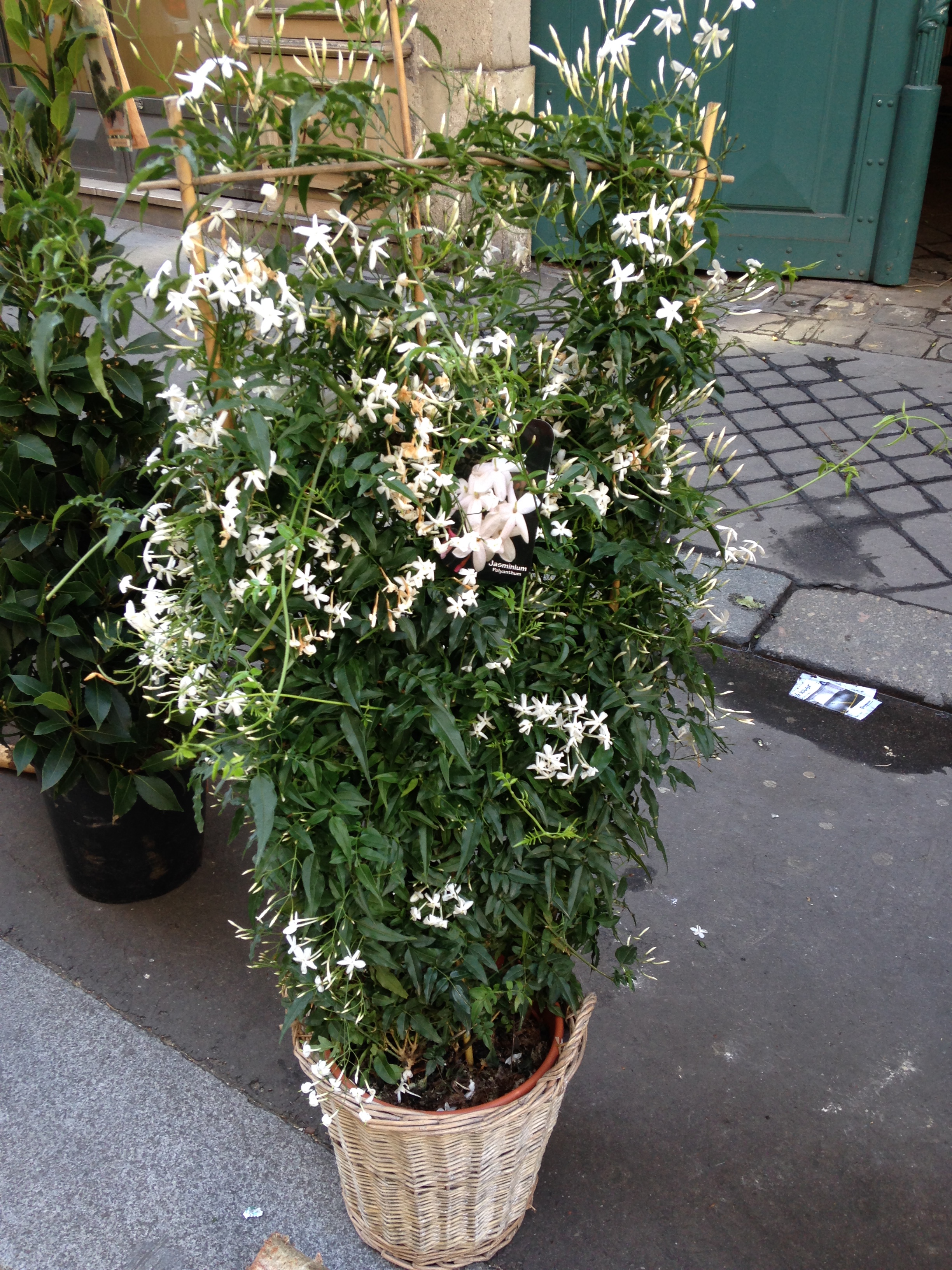 Le jasmin et les parfumeurs