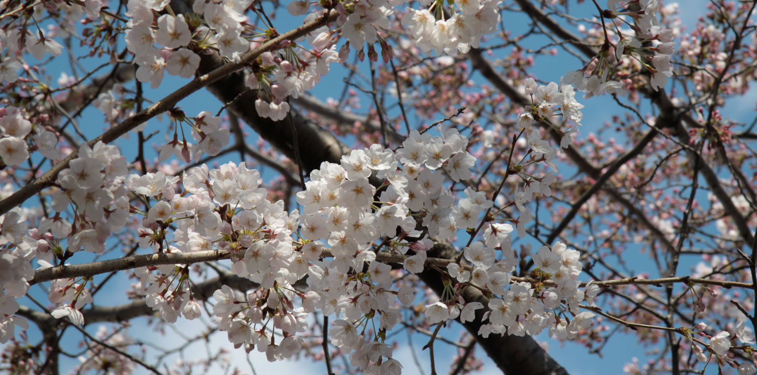 Le Japon célèbre ses cerisiers en fleurs