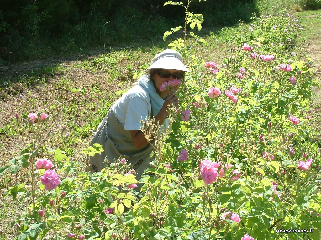 Cueillir la rose à Grasse ce weekend, une belle expérience !