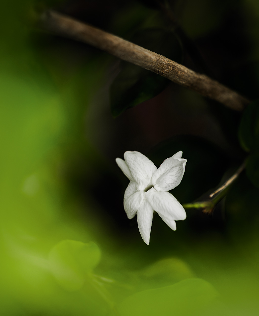 Le jasmin, vu par Christian Dior