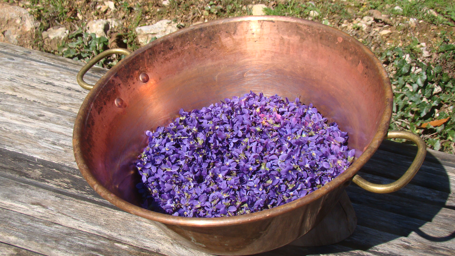 Les Ateliers sur la violette au Domaine du Mas de l’Olivine