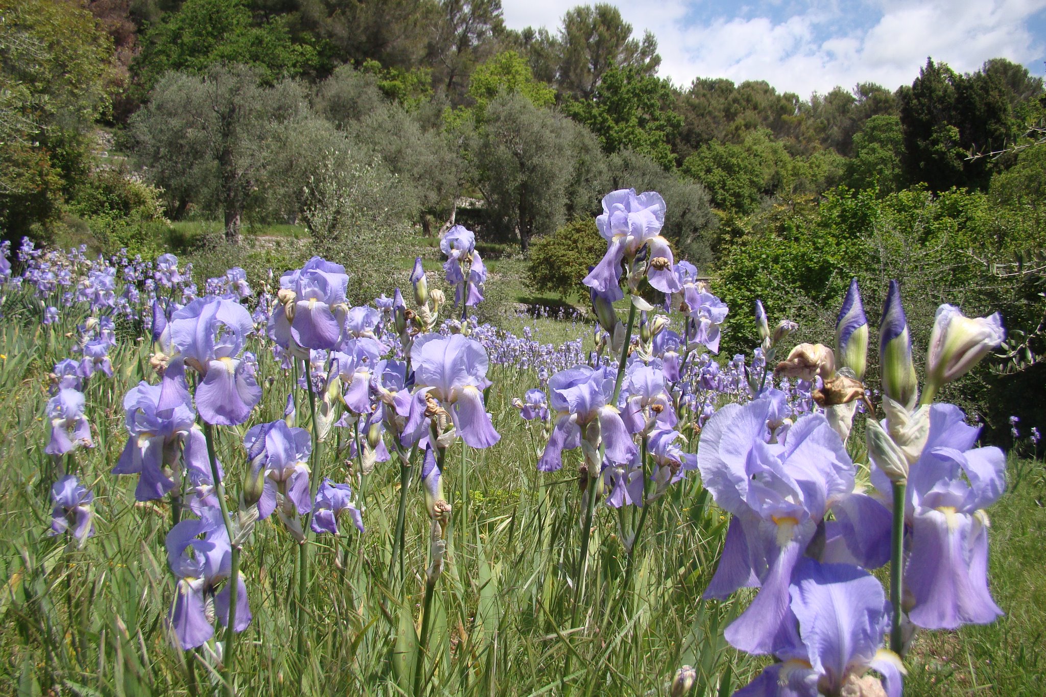 L’iris Pallida de retour à Grasse : 6 ans de patience !