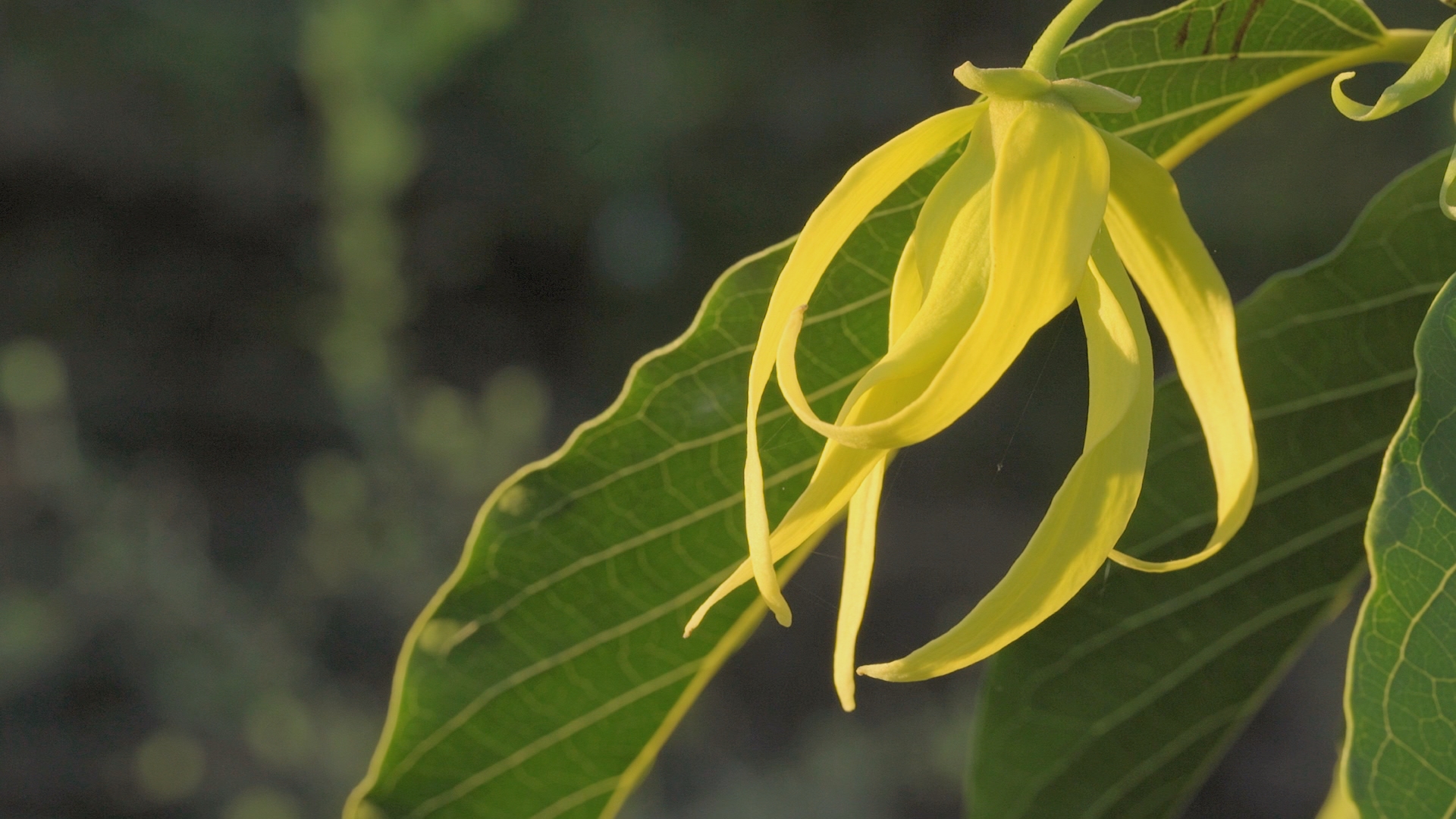 Les parfums du monde sauvegardés sur Arte