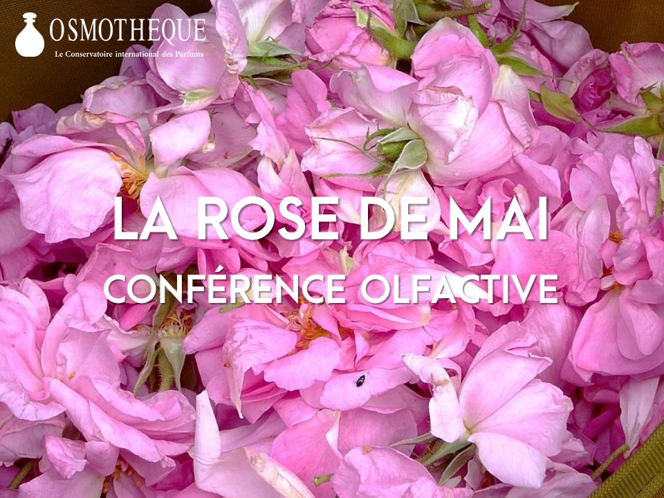 La Rose de Mai ou Centifolia à l’Osmothèque