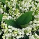 11 fragrances smelling lily of the valley