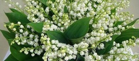 11 fragrances smelling lily of the valley