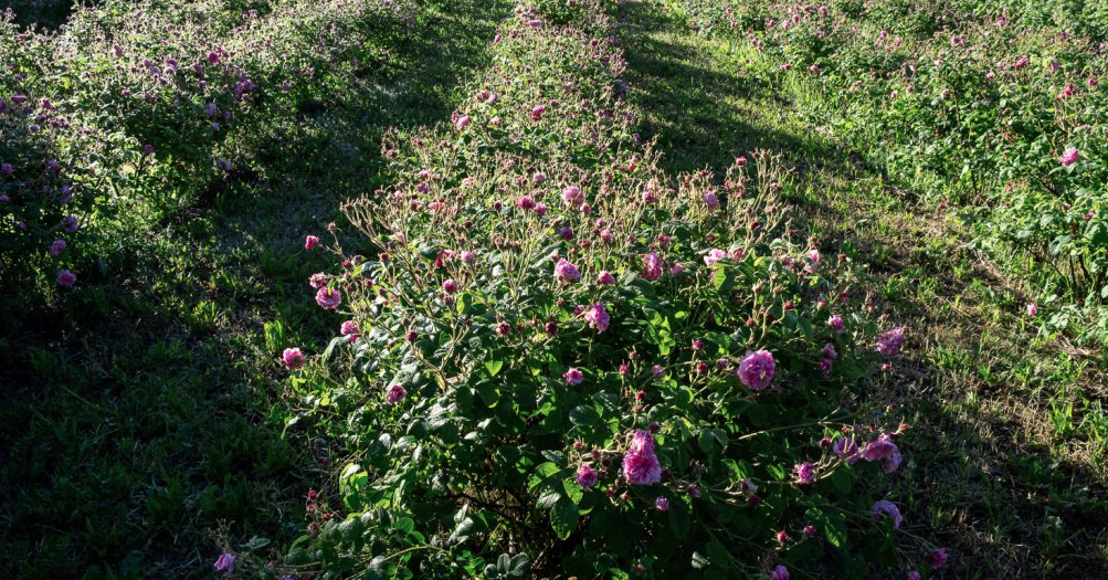 les parfums à la rose 