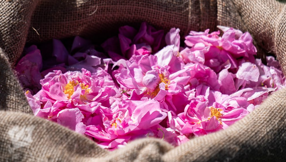 les parfums à la rose 