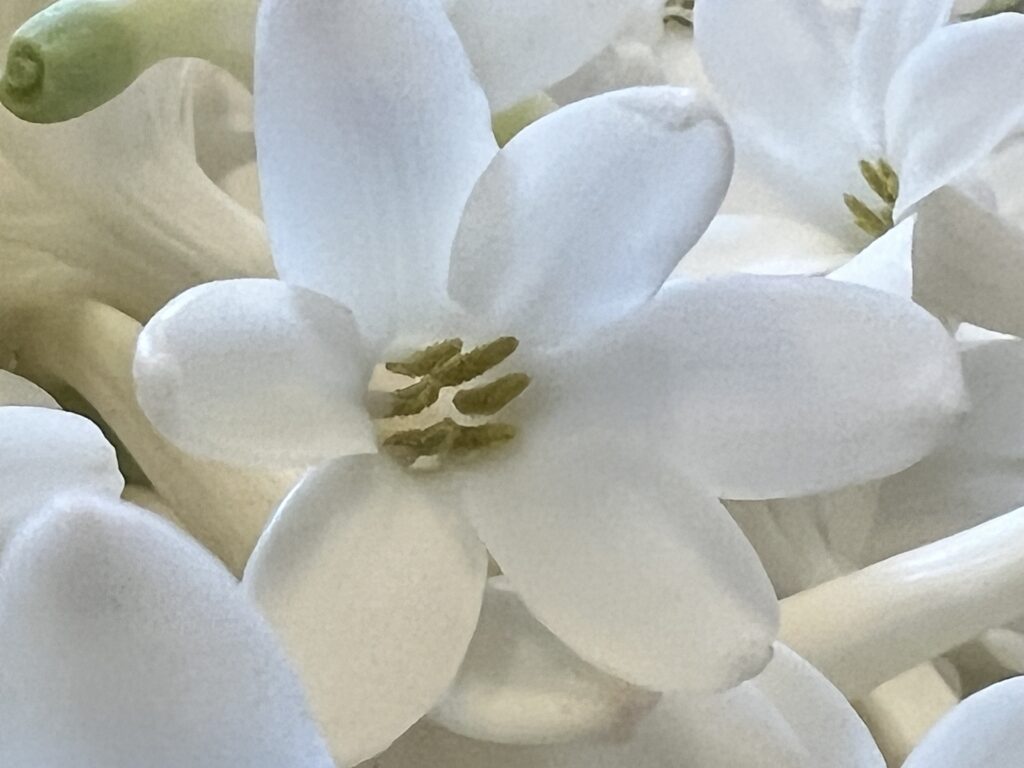 Fleurs à parfum
